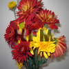 chrysanthemum CDN fall flowers